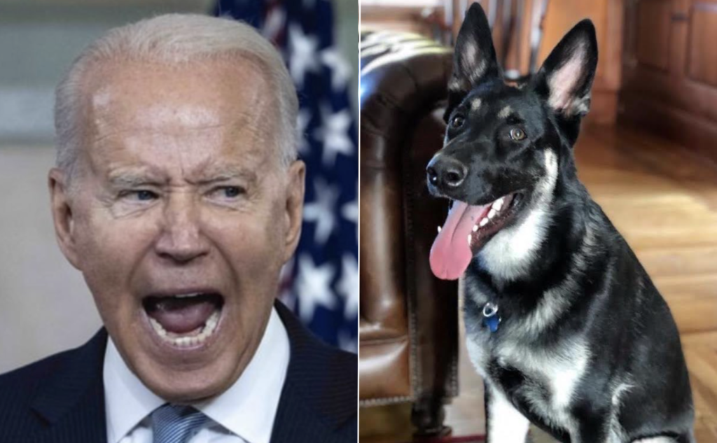 Joe Biden's 'Vicious' Dog REPLACED With Puppy After Biting & Pooping ...